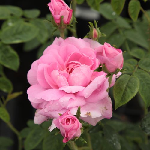 Shop - Rosa Ispahan - rosa - damaszenerrose - stark duftend - - - Die Damaskus Rose stammt aus Klein-Asien und war auf der Insel Samos schon 1000 v. Ch. bekannt.